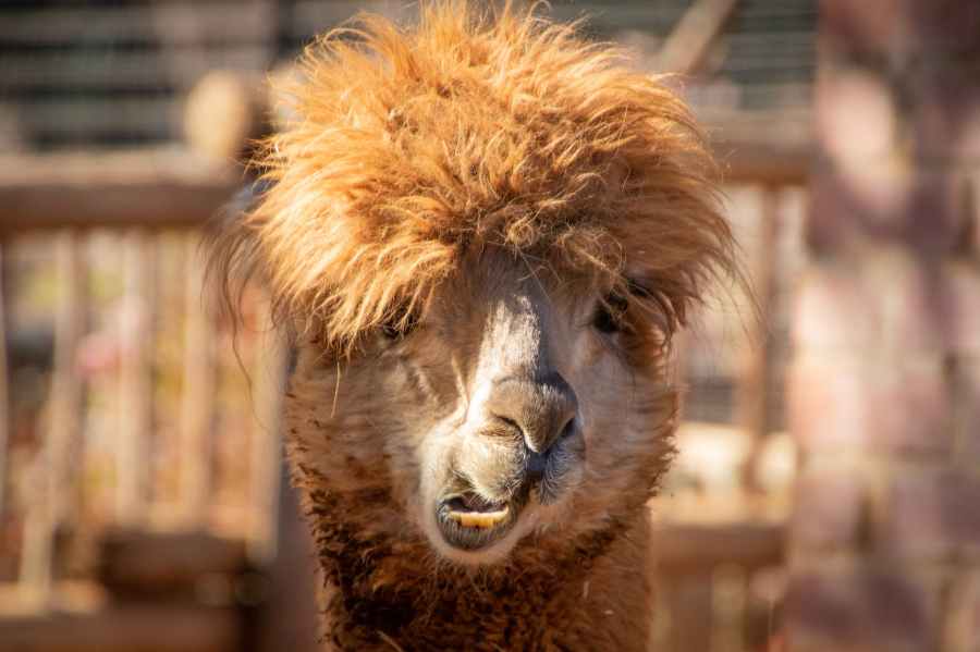 Llama 2: El modelo de lenguaje más avanzado del mundo